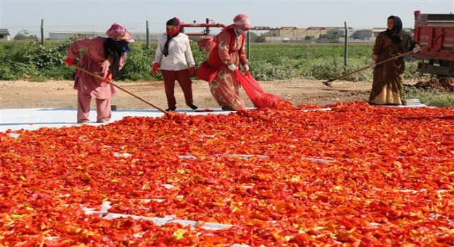Şanlıurfa'da isot hasadı başladı