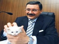 Van kedisiyle alakası yok!