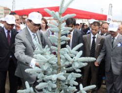 Sincan'da ağaçlandırma seferberliği