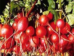 Saç kıran ve cilt lekelerine birebir