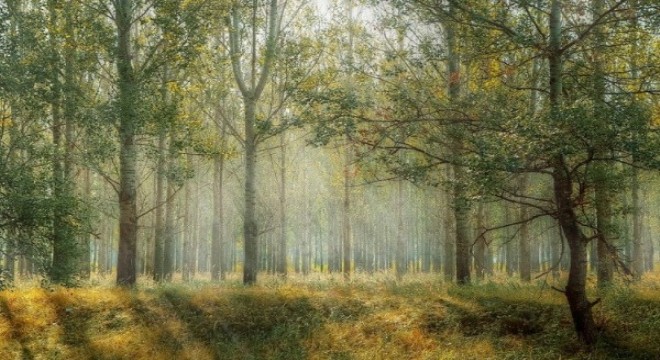 18 Yılda Bosna-Hersek kadar büyük bir alan ağaçlandırıldı