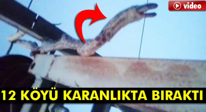 2 metrelik yılan 12 köyü karanlıkta bıraktı