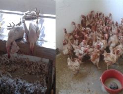 Kaçak tavuğun gerekçesi bu kez