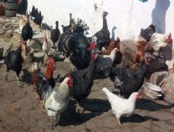 ‘Taklacı' çeteye jandarma çelmesi