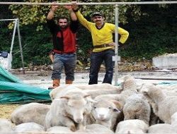 Kurban kesiminde yüzde 34 düşüş
