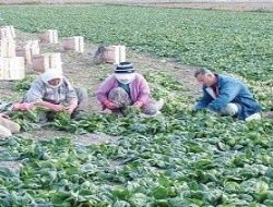 Tarımda üretim düştü