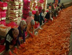 Üretici havuçta 127 bini devirdi