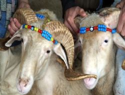 Çiftçiye koyun ve keçi desteği