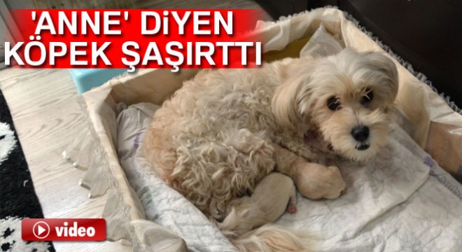 Anne' diyen köpek şaşırttı