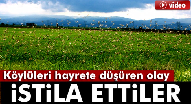 Aydın Ovası'nı kuşlar istila etti