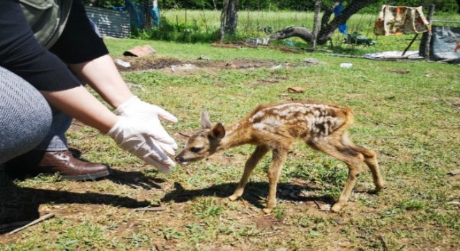 Bartın'da yavru karaca onu emziren keçiyi anne olarak benimsedi