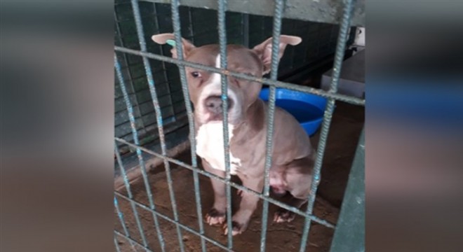 Bağcılar'da 27 tehlikeli köpek kayıt altına alındı