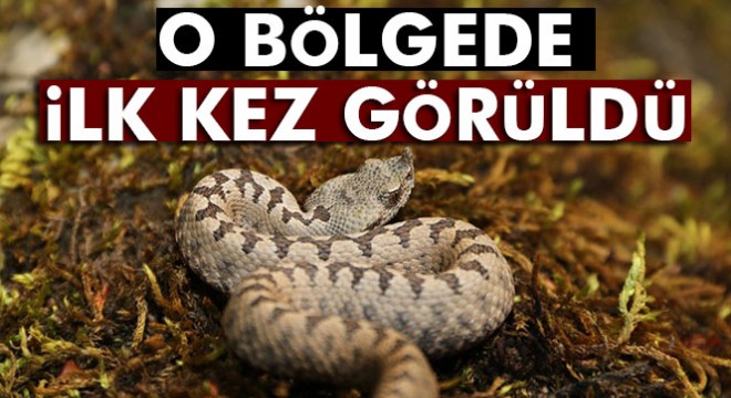 Boynuzlu engerek yılanını görüntülediler