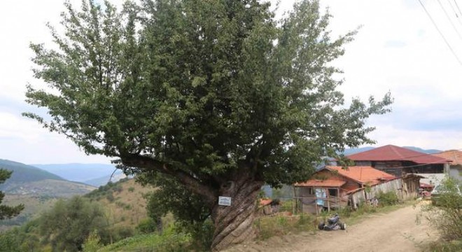 ‘Burgulu' armut koruma altında