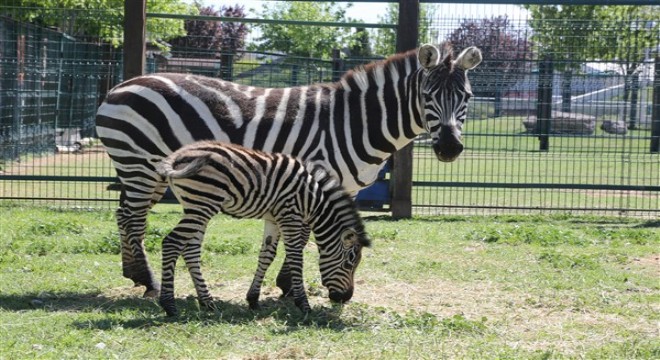 Büyükşehir Hayvanat Bahçesi'nde yeni doğan zebra ilgi odağı oldu