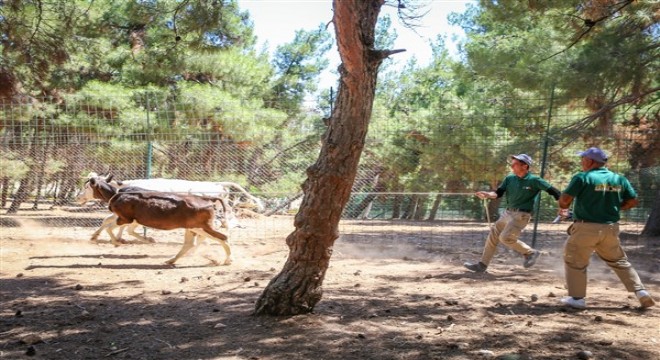 Büyükşehir'in kurban yakalama timi göreve hazır