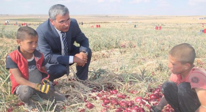 Çocuklar okulda değil soğan tarlasında