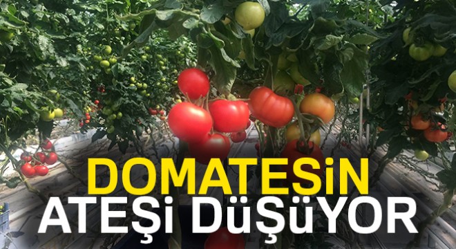 Domatesin ateşi düşüyor