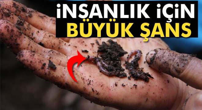 Dünyanın pisliğini ‘siyah altınlar' ortadan kaldırıyor