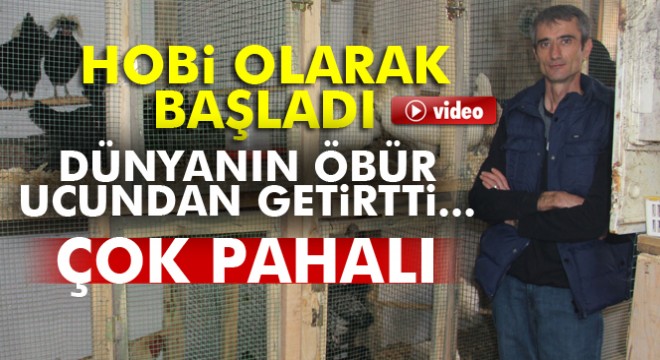 Endonezya horozunu Çanakkale'de üretip büyütmeyi başardı