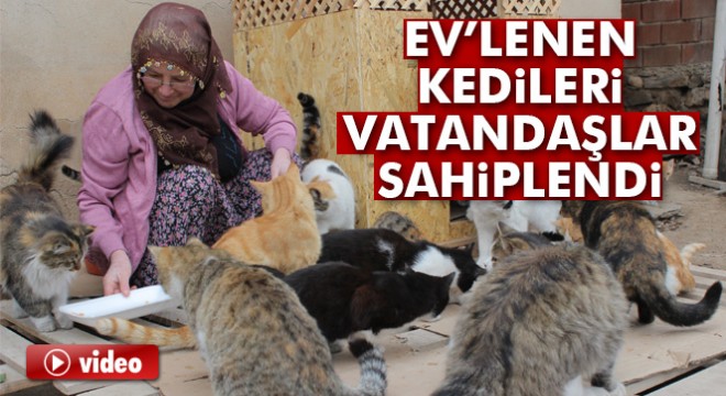 Ev'lenen kedileri, vatandaşlar sahiplendi