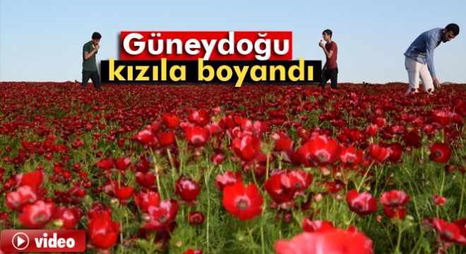 Gelincik çiçekleri Güneydoğu'yu kızıla boyadı