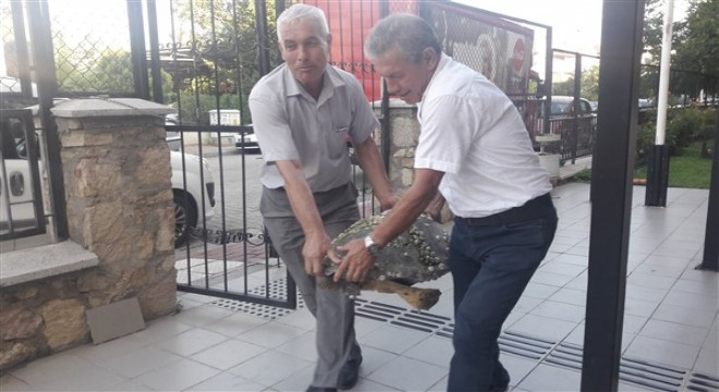Gökçeada'da bulunan yaralı caretta caretta tedavi altında