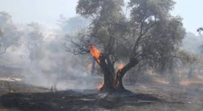 Hatay Dörtyol'daki Yangın Kısmen Kontrol Altında