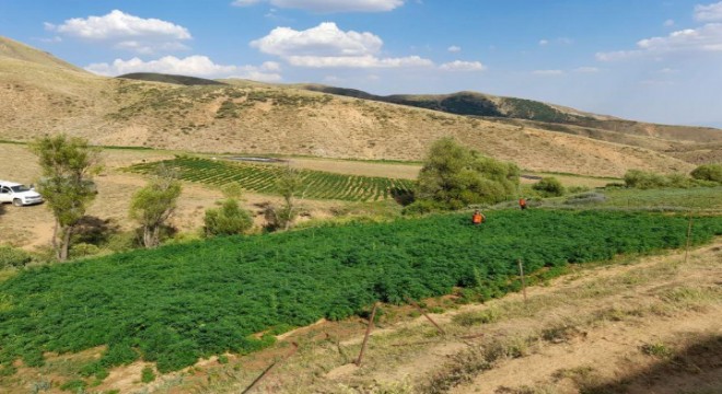 Jandarmadan PKK'nın finans kaynağına büyük operasyon