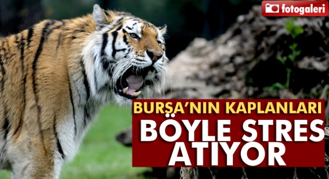 Kaplanların oyuncakları dev makaralar ve balonlar