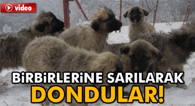 Karda köpekler birbirlerine sarılarak dondu
