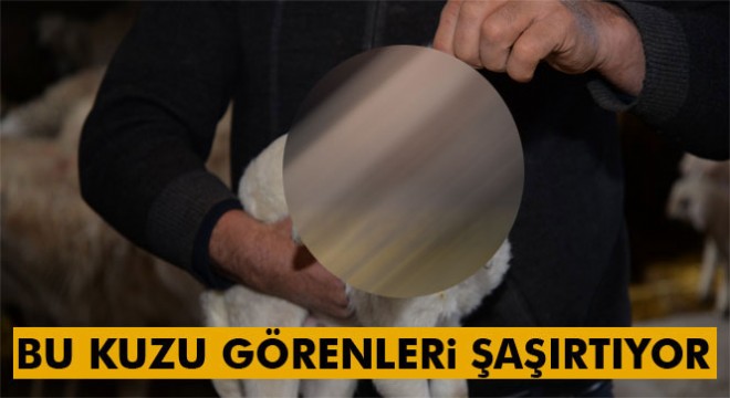 Kayseri'deki 3 kulaklı kuzu görenleri şaşırtıyor