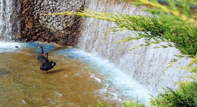 Keçiören'in kuğulu parkı