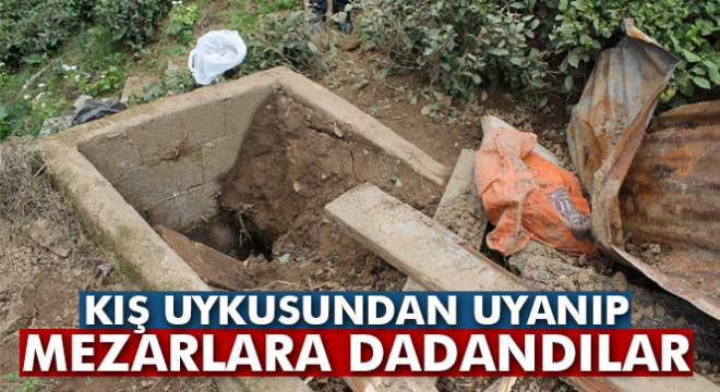 Kış uykusundan uyanan ayılar mezarlara dadandı