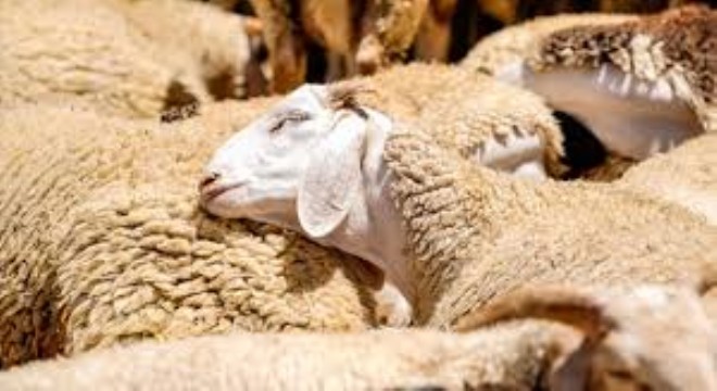 Kurban Bayramı’nda 3,35 Milyon Kurbanlığın Kesilmesi Bekleniyor