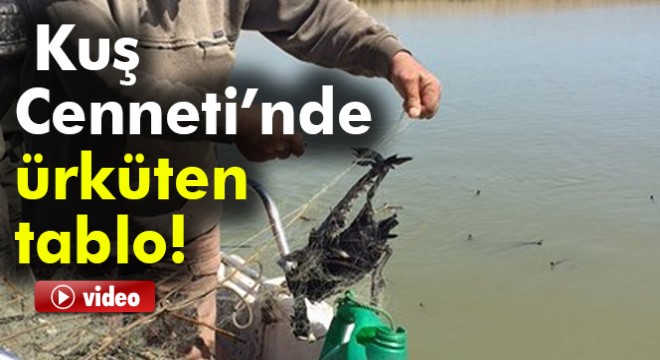 Manyas Kuş Cenneti'nde ürküten tablo
