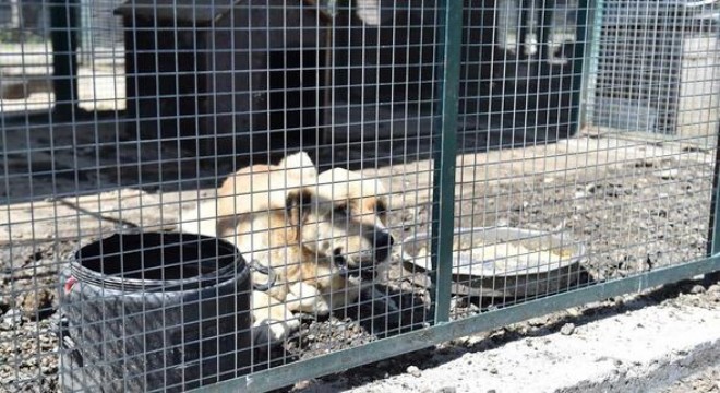 Meclis'ten Gölbaşı barınağının taşınmasına onay