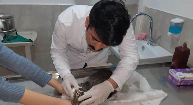 Mersinli kedi Ankara'da tedavi edildi