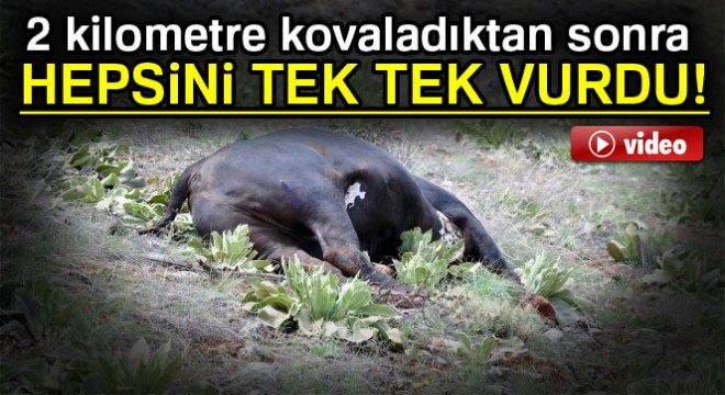 Mezbahadan kaçan danalar, vurularak durdurulabildi