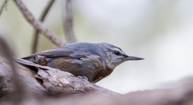 Ödüllü sıvacı ODTÜ'de görüldü