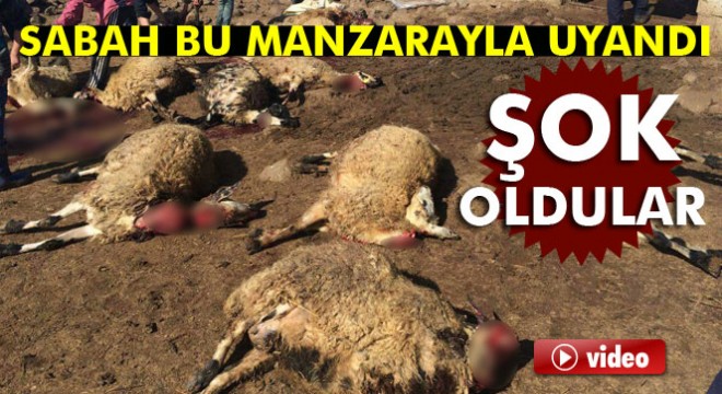 Şanlıurfa Siverek'te 90 koyun telef oldu