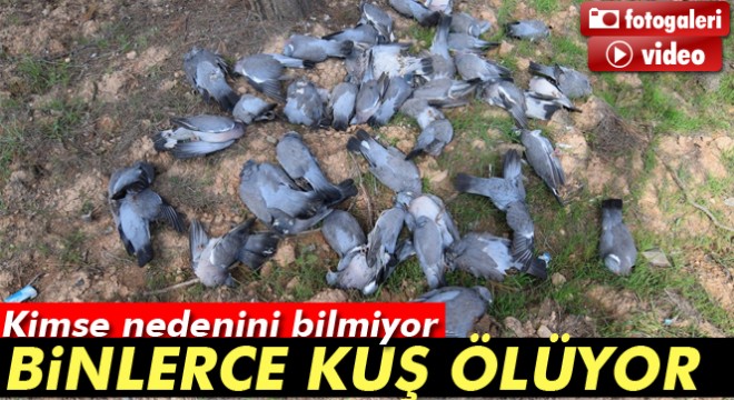 Şanlıurfa'da kuş ölümleri halkı tedirgin ediyor