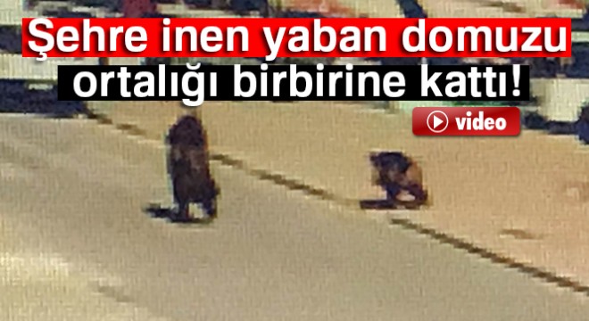 Şehre inen yaban domuzu genç kadını kovaladı