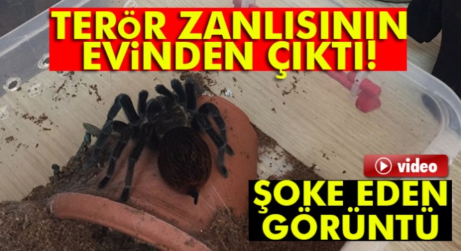 Terör zanlısının evinden tarantula çıktı