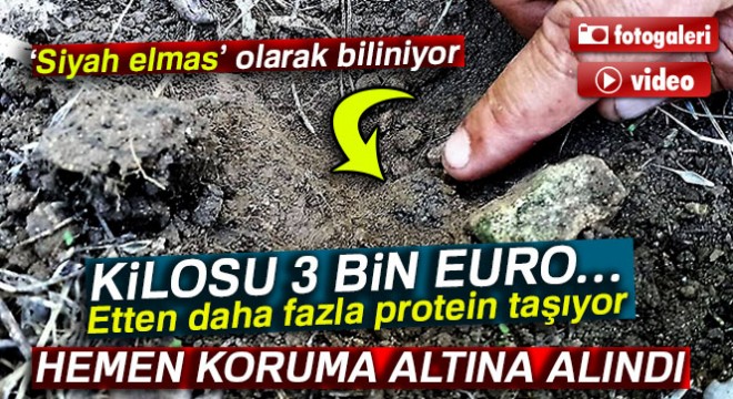 Trüf mantarını köpekler buluyor, kilosu 3 bin Euro'dan alıcı buluyor