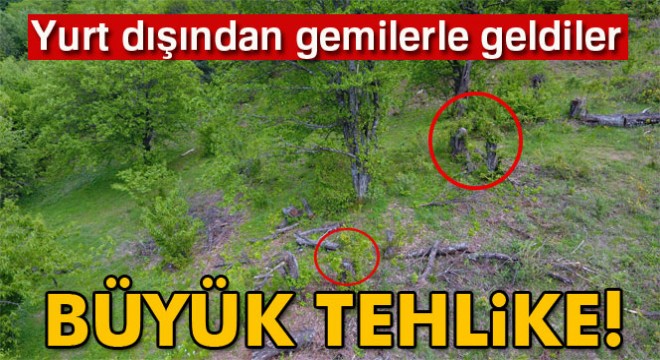Uludağ'da kestane ağaçlarını kurutan katil arılara çare bulunamıyor