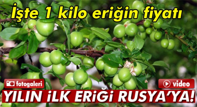 Yılın ilk eriği Rusya için hasat edildi