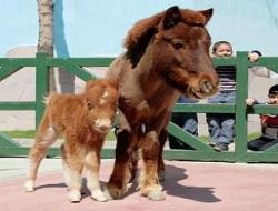 Yavru midilliye ilgi büyük